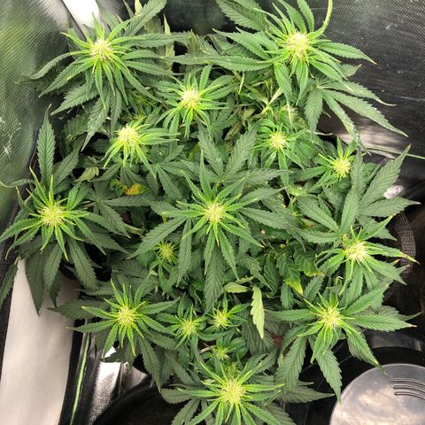 Northern Lights Auto (Seedsman) growlog photo: Leaf tucked