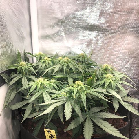 Northern Lights Auto (Seedsman) growlog timeline photo