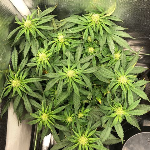 Northern Lights Auto (Seedsman) growlog timeline photo
