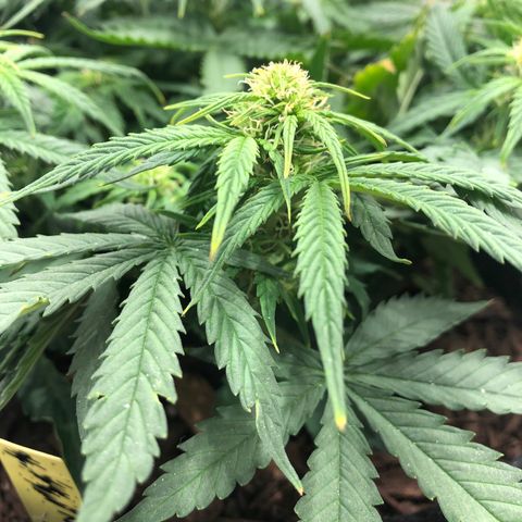 Northern Lights Auto (Seedsman) growlog timeline photo