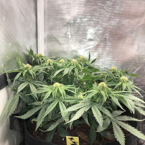 Northern Lights Auto (Seedsman) growlog timeline photo