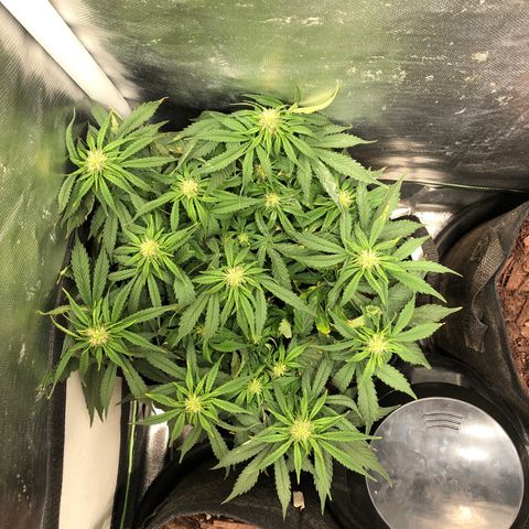 Northern Lights Auto (Seedsman) growlog timeline photo