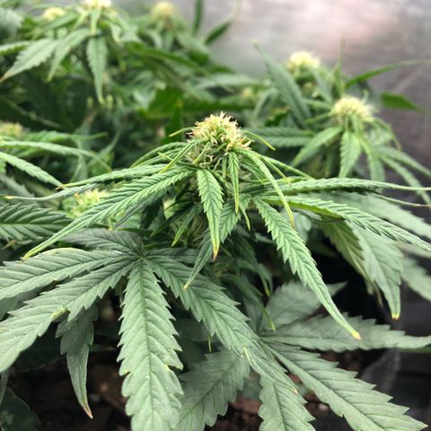 Northern Lights Auto (Seedsman) growlog timeline photo