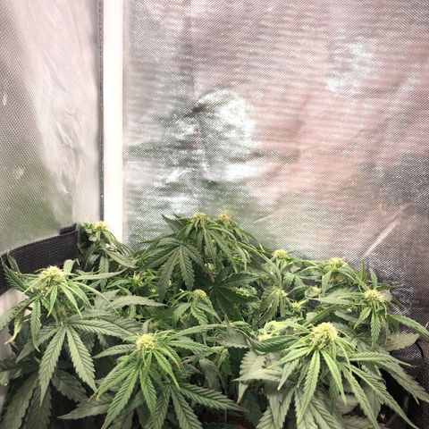 Northern Lights Auto (Seedsman) growlog photo: Lst