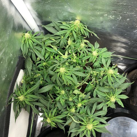 Northern Lights Auto (Seedsman) growlog photo: Lst