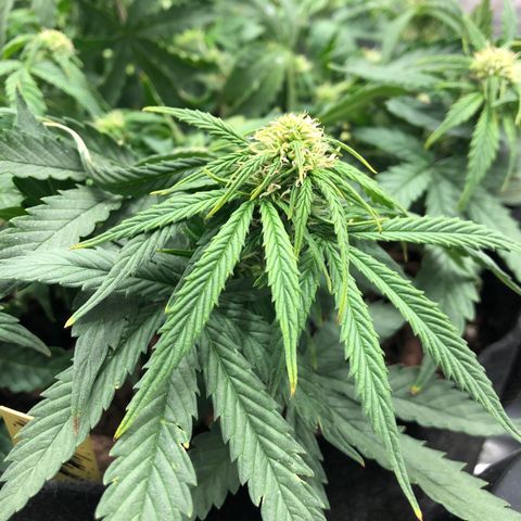 Northern Lights Auto (Seedsman) growlog photo: Lst