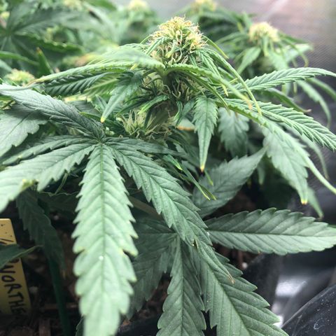 Northern Lights Auto (Seedsman) growlog timeline photo