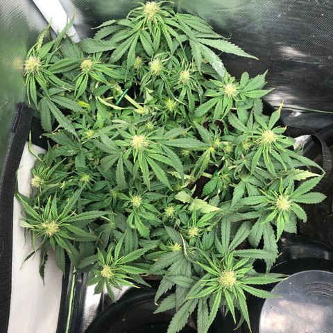 Northern Lights Auto (Seedsman) growlog timeline photo