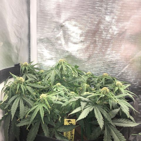 Northern Lights Auto (Seedsman) growlog timeline photo