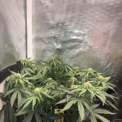 Northern Lights Auto (Seedsman) growlog timeline photo