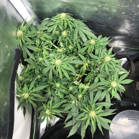 Northern Lights Auto (Seedsman) growlog timeline photo