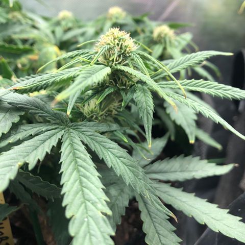 Northern Lights Auto (Seedsman) growlog timeline photo