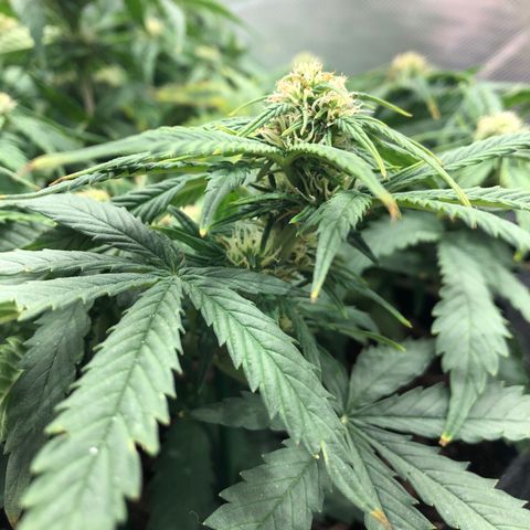 Northern Lights Auto (Seedsman) growlog timeline photo