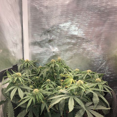 Northern Lights Auto (Seedsman) growlog timeline photo