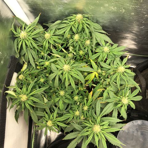 Northern Lights Auto (Seedsman) growlog timeline photo