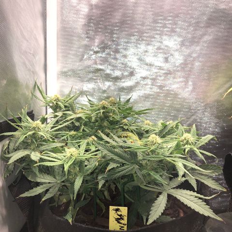 Northern Lights Auto (Seedsman) growlog timeline photo