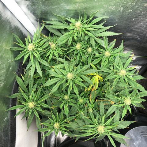 Northern Lights Auto (Seedsman) growlog timeline photo