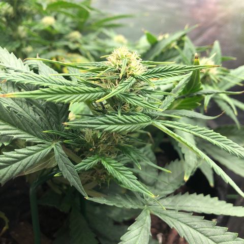 Northern Lights Auto (Seedsman) growlog timeline photo