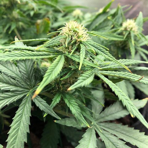 Northern Lights Auto (Seedsman) growlog timeline photo