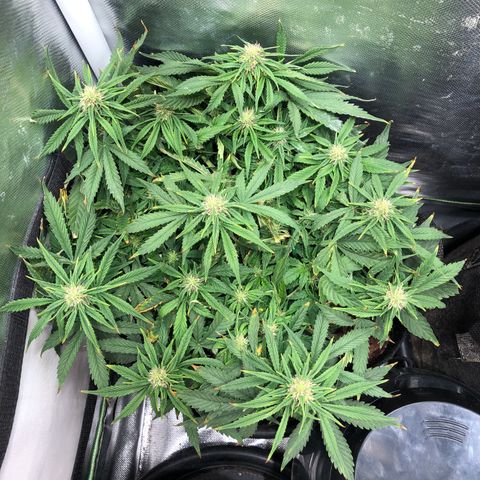 Northern Lights Auto (Seedsman) growlog timeline photo
