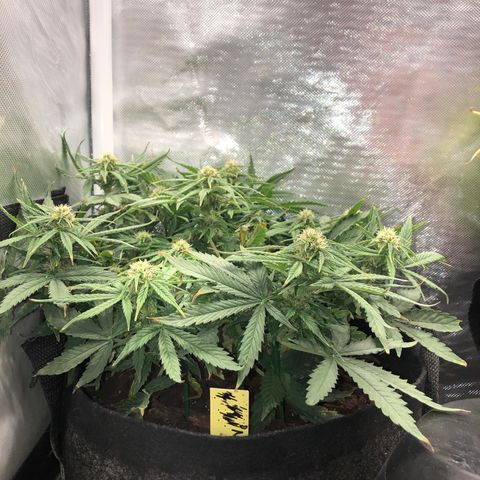 Northern Lights Auto (Seedsman) growlog timeline photo
