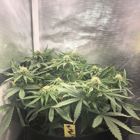 Northern Lights Auto (Seedsman) growlog timeline photo