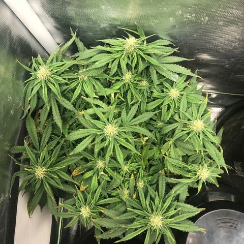 Northern Lights Auto (Seedsman) growlog timeline photo