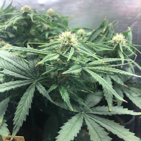 Northern Lights Auto (Seedsman) growlog timeline photo