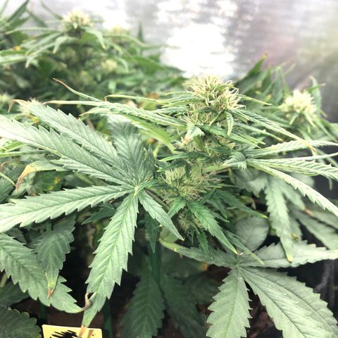 Northern Lights Auto (Seedsman) growlog timeline photo