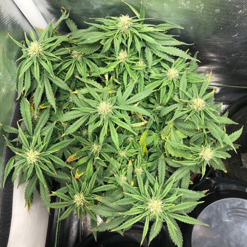 Northern Lights Auto (Seedsman) growlog timeline photo