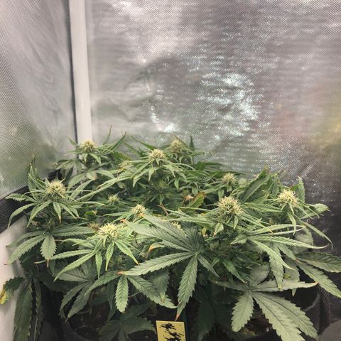 Northern Lights Auto (Seedsman) growlog timeline photo