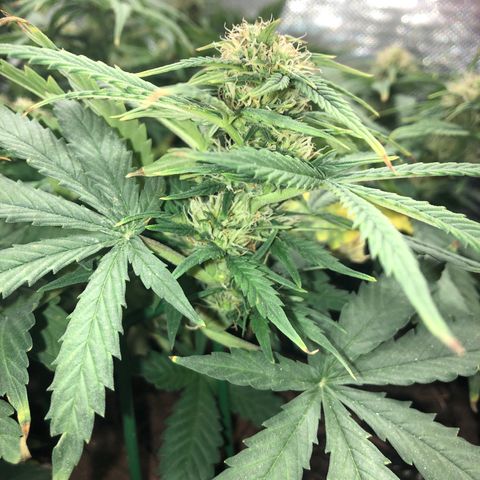 Northern Lights Auto (Seedsman) growlog timeline photo