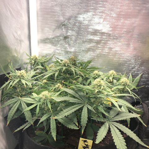 Northern Lights Auto (Seedsman) growlog timeline photo