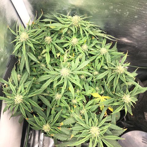 Northern Lights Auto (Seedsman) growlog timeline photo