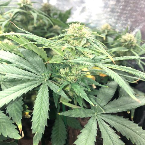 Northern Lights Auto (Seedsman) growlog timeline photo