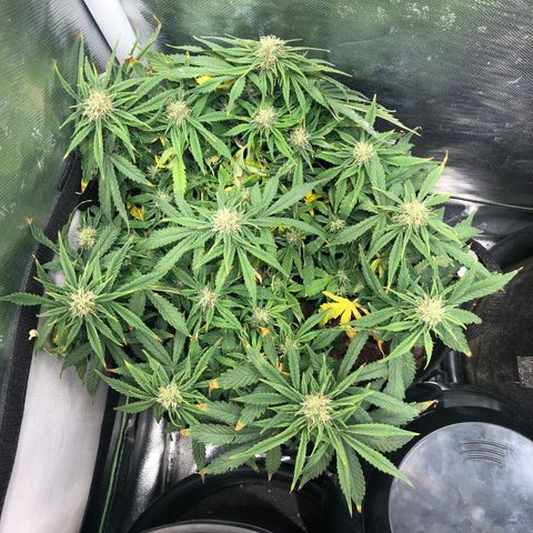 Northern Lights Auto (Seedsman) growlog timeline photo