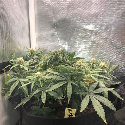 Northern Lights Auto (Seedsman) growlog timeline photo