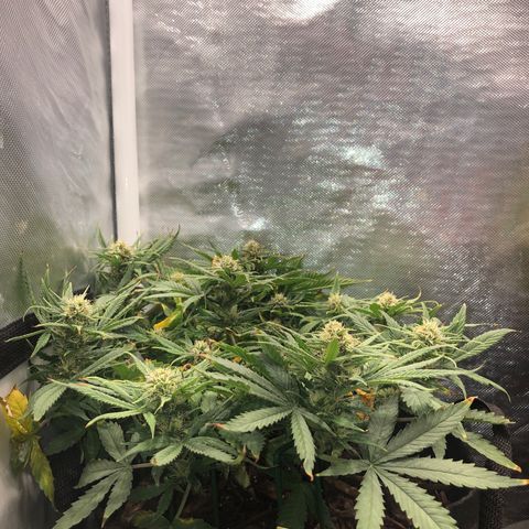 Northern Lights Auto (Seedsman) growlog timeline photo