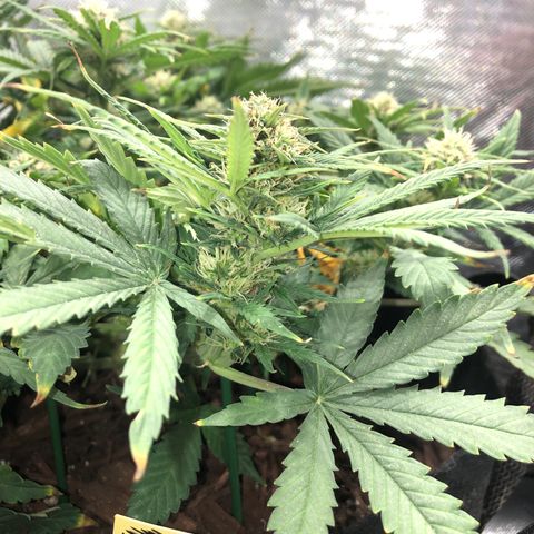 Northern Lights Auto (Seedsman) growlog timeline photo