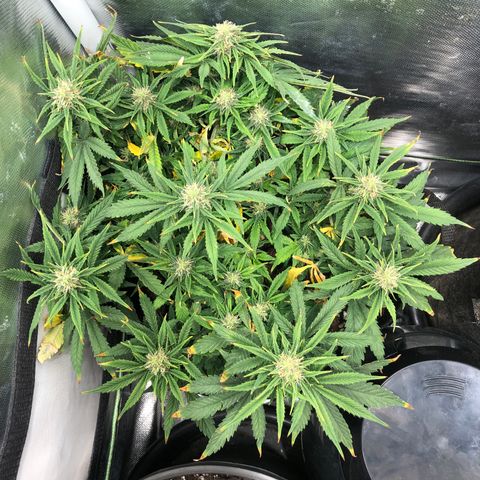 Northern Lights Auto (Seedsman) growlog timeline photo