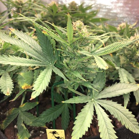 Northern Lights Auto (Seedsman) growlog timeline photo