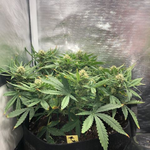 Northern Lights Auto (Seedsman) growlog timeline photo