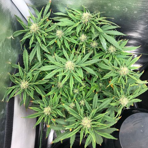 Northern Lights Auto (Seedsman) growlog timeline photo