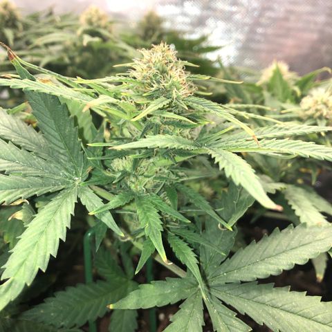 Northern Lights Auto (Seedsman) growlog timeline photo