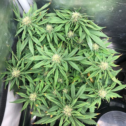 Northern Lights Auto (Seedsman) growlog timeline photo