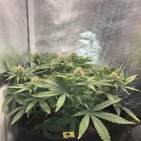 Northern Lights Auto (Seedsman) growlog timeline photo