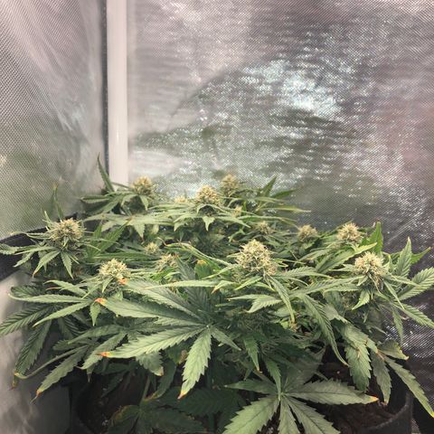 Northern Lights Auto (Seedsman) growlog timeline photo