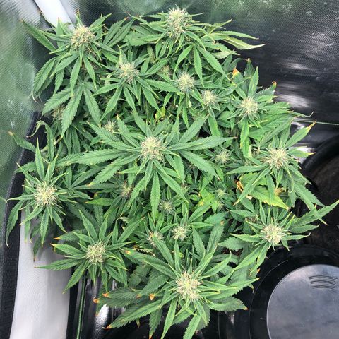 Northern Lights Auto (Seedsman) growlog timeline photo