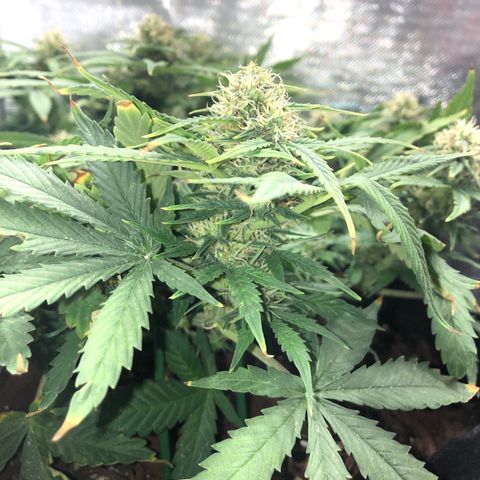 Northern Lights Auto (Seedsman) growlog timeline photo