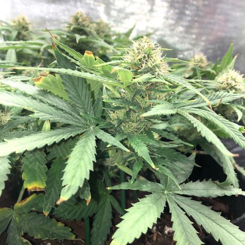 Northern Lights Auto (Seedsman) growlog timeline photo